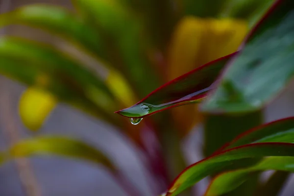 Waterdruppel uit blad op de achtergrond van de natuur. — Stockfoto