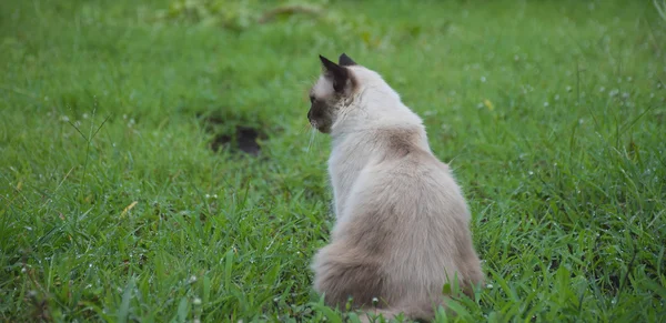Porträt der weißen thailändischen Katze im Garten / Natur Hintergrund. — Stockfoto