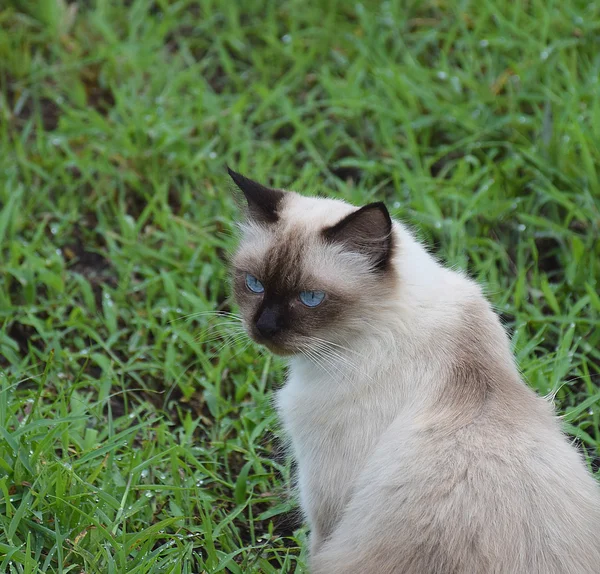 白色泰国猫的画像在庭院/自然背景. — 图库照片