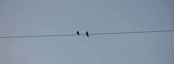 Två fåglar på electric pole mot klar himmel bakgrund. helt enkelt sammansättning. — Stockfoto