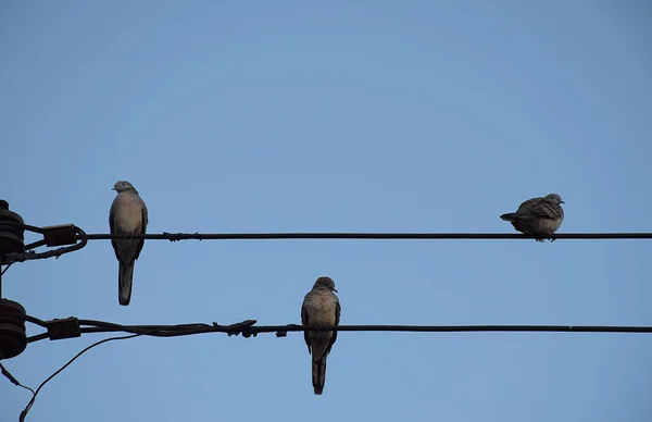 Drie duif vogel op de lijn van de macht tegen duidelijk hemelachtergrond. — Stockfoto