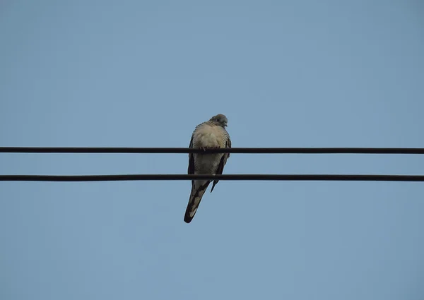 Dove fågel på kraftledningen mot klar himmel bakgrund. — Stockfoto