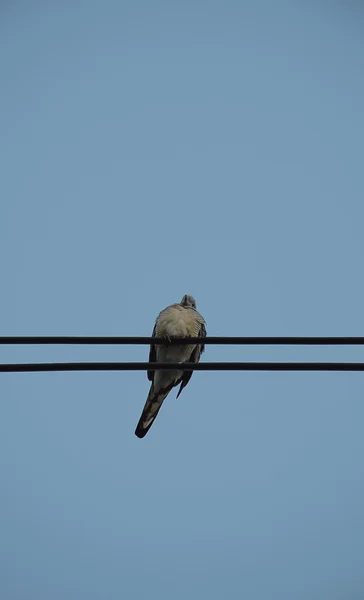 Colombe oiseau sur ligne électrique sur fond de ciel clair . — Photo