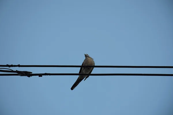 Dove fågel på kraftledningen mot klar himmel bakgrund. — Stockfoto