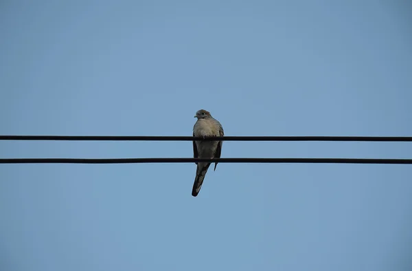 鸽子鸟在电源线在晴朗的天空背景. — 图库照片