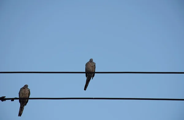 Två Dove fåglar på electric pole mot klar himmel bakgrund. helt enkelt sammansättning. — Stockfoto