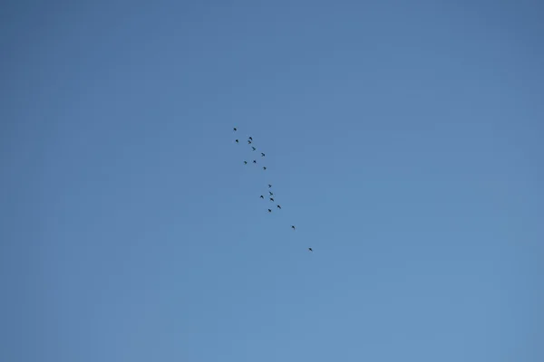 Grupp flygande fågelrörelse på klar himmel. — Stockfoto