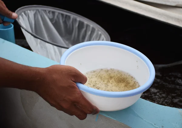 Crevettes larvaires dans un bol en plastique. Animaux d'aquaculture . — Photo