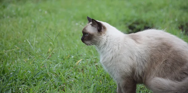 Portrét bílé thajské kočky v pozadí zahrada/příroda. — Stock fotografie