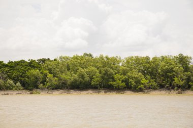 nehir ve orman Tayland.