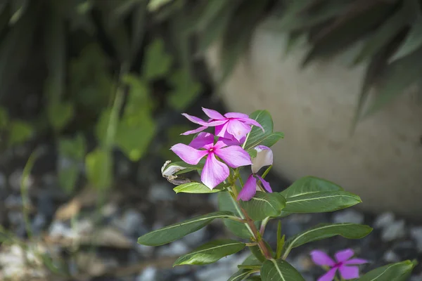 Roxo Catharanthus roseus. Flor-de-rosa . — Fotografia de Stock
