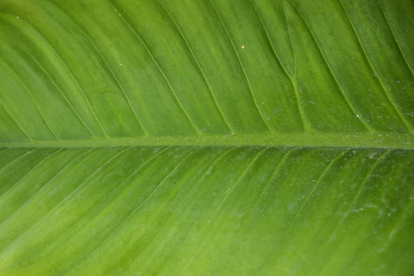 Close up texture foglia verde / sfondo . — Foto Stock