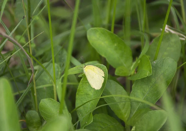 Closeup fluture galben pe floare . — Fotografie, imagine de stoc