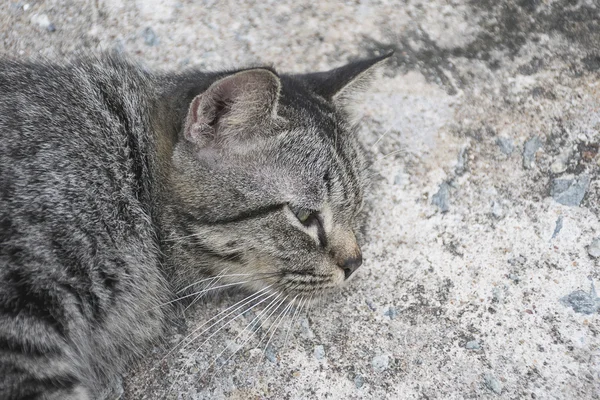 Portrait chat tabby gris sur sol béton . — Photo