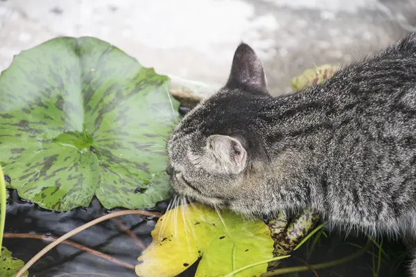Cute cat drinking water from pond. — Stock Photo, Image