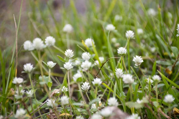 Grup de flori albe pe iarbă . — Fotografie, imagine de stoc