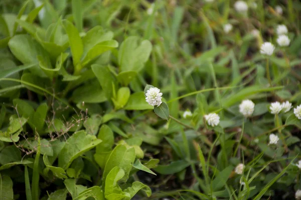 กลุ่มดอกไม้สีขาวบนหญ้า . — ภาพถ่ายสต็อก