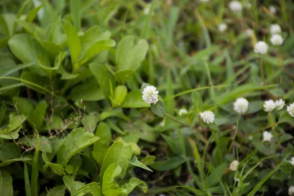 Grupo de flores blancas sobre hierba . — Foto de Stock