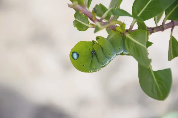 Nahaufnahme grüner Wurm am Baum. — Stockfoto