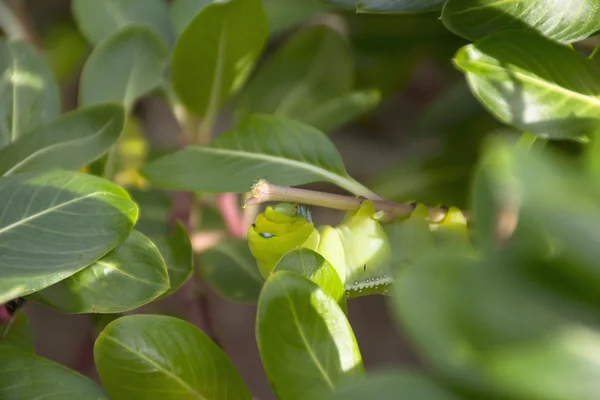 Close-up van groene worm op boom. — Stockfoto