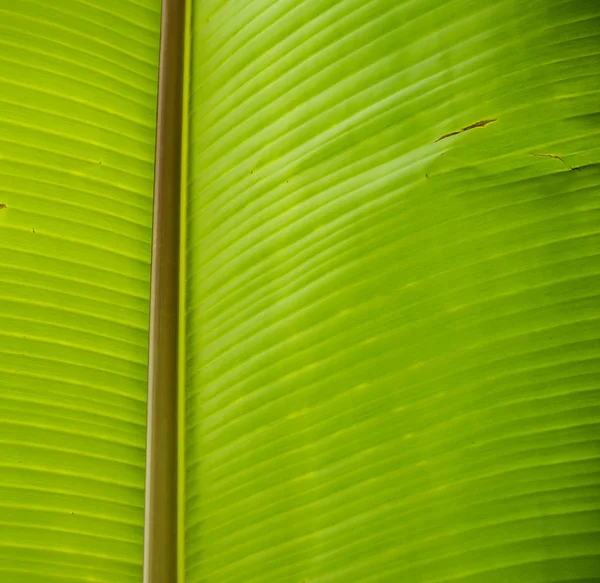 Primo piano foglia verde. — Foto Stock