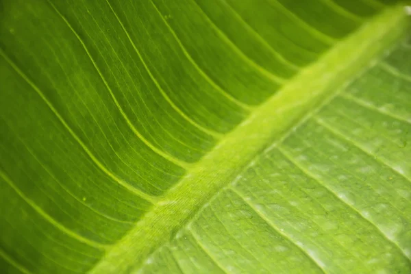 Primo piano foglia verde. — Foto Stock