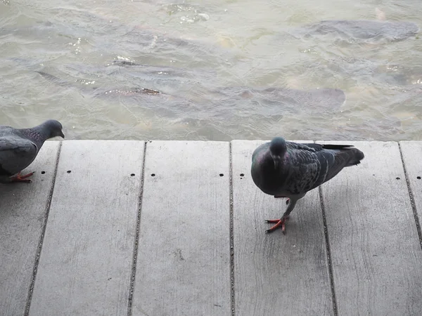 Promenade de pigeon sur le plancher de bois . — Photo