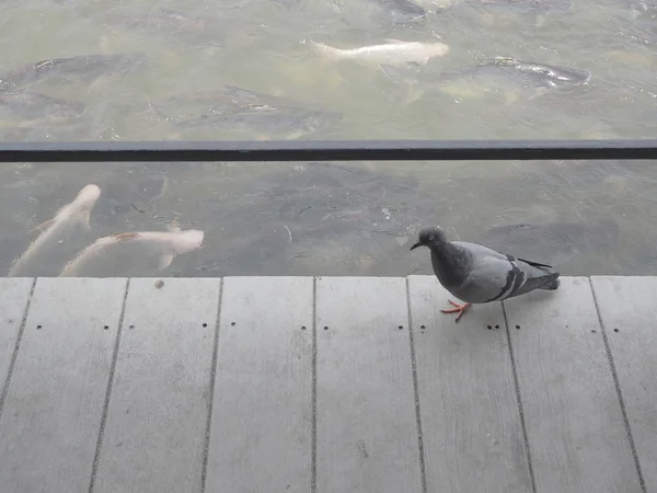 Passeggiata piccione sul pavimento in legno . — Foto Stock