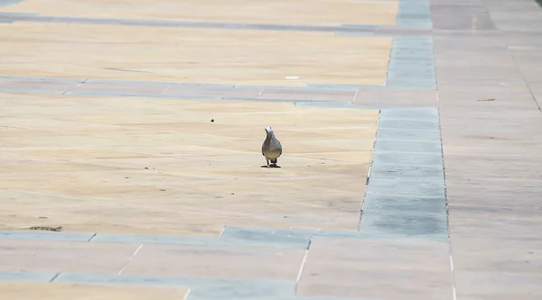 Pomba no chão da telha na Tailândia . — Fotografia de Stock