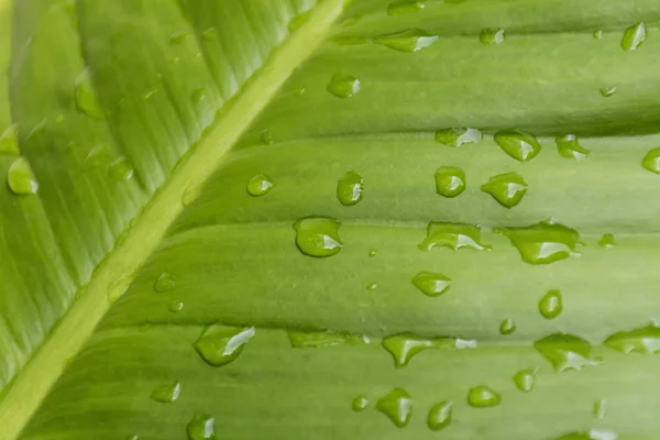 Cerrar gota de agua hoja verde . —  Fotos de Stock