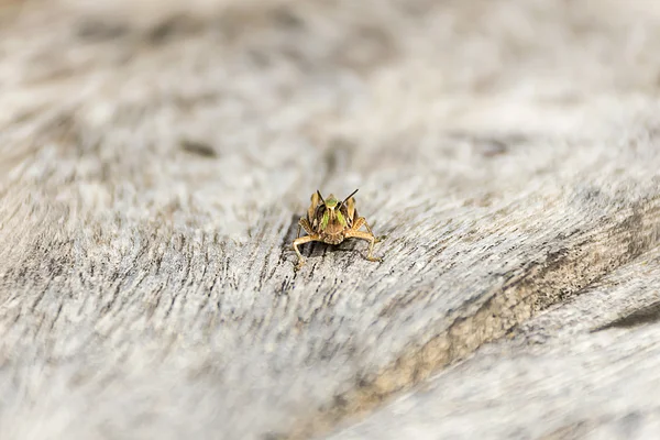 Vicino cavalletta su legno . — Foto Stock