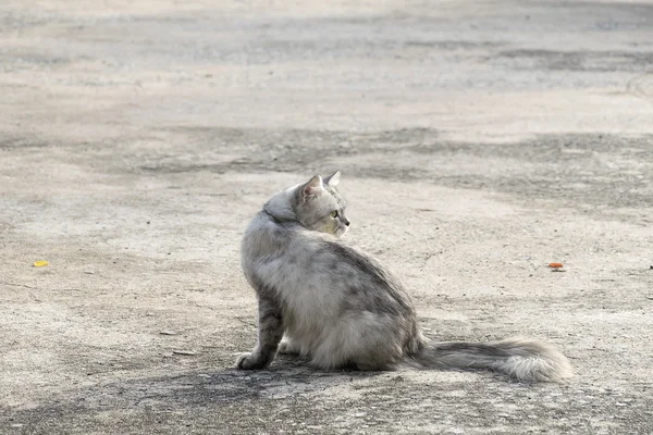 Portret witte kat blik terug op de betonnen vloer. — Stockfoto