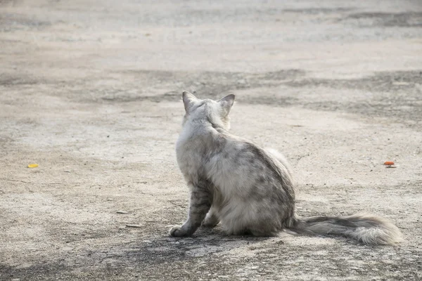 Portret witte kat blik terug op de betonnen vloer. — Stockfoto