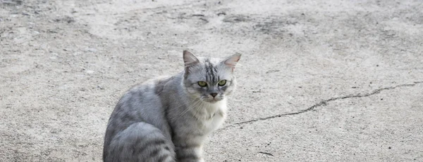 Portret witte kat blik terug op de betonnen vloer. — Stockfoto