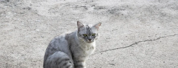 Stående vit katt titta tillbaka på betonggolv. — Stockfoto