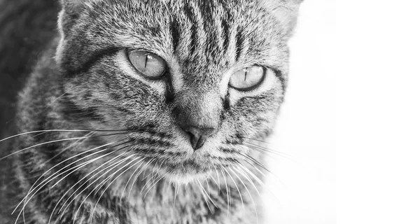 Κοντινό πρόσωπο τρομερή γάτα. — Φωτογραφία Αρχείου