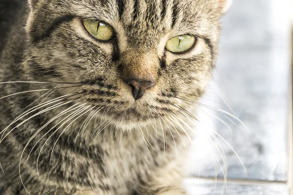 Stäng upp ansiktet formidabla katt. — Stockfoto