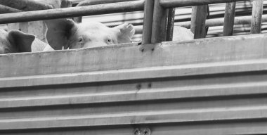 Pigs on truck way to slaughterhouse for food.  clipart
