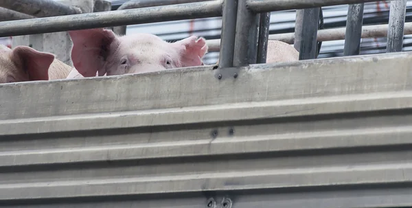 Pigs on truck way to slaughterhouse for food. — Stock Photo, Image