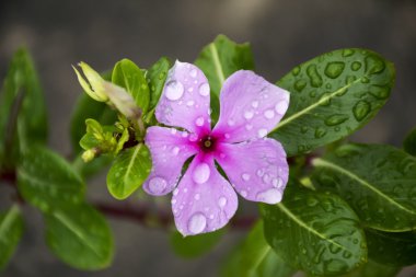 Mor Catharanthus çevresi çiçekler üzerinde su damlası.