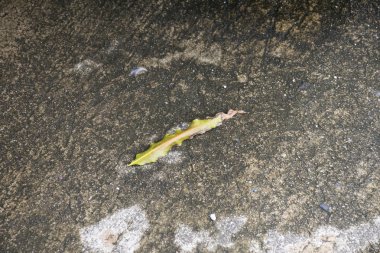 Beton üstten görünüm üzerinde kuru yaprak.