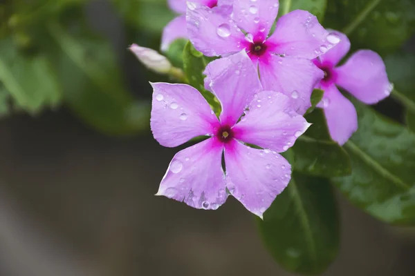 Gota de água em flores roxas Catharanthus roseus . — Fotografia de Stock