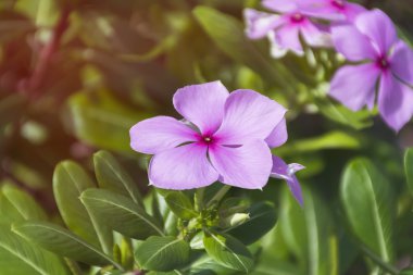 Mor Catharanthus çevresi çiçek.