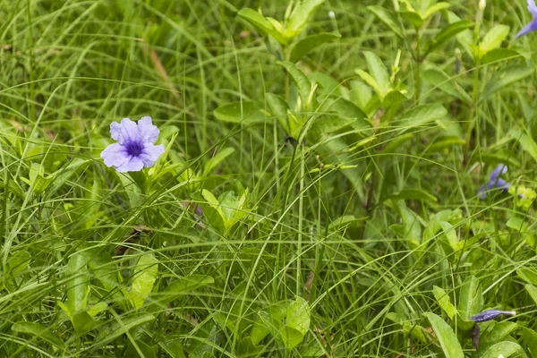 Orhidee violet Wildflower pe fundal natura . — Fotografie, imagine de stoc