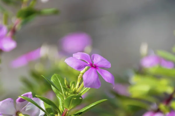 Flores roxas Catharanthus roseus. Flor-de-rosa . — Fotografia de Stock