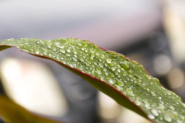 Cerrar hoja verde con gota de agua . —  Fotos de Stock