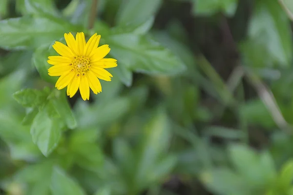Beautiful yellow Compositae, Singapore daisy, Climbing wedelia. — Stock Photo, Image