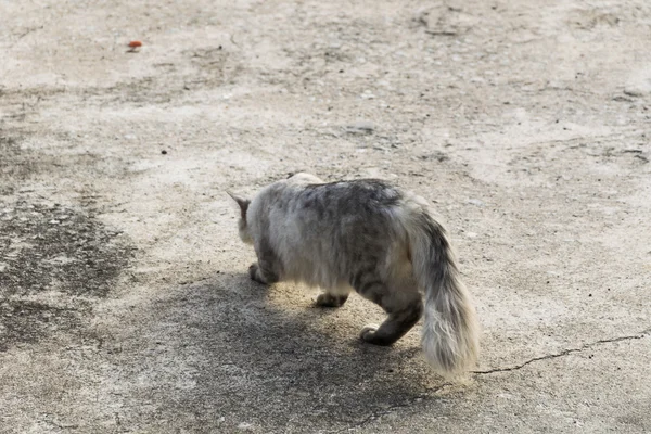 Portret witte kat blik terug op de betonnen vloer. — Stockfoto