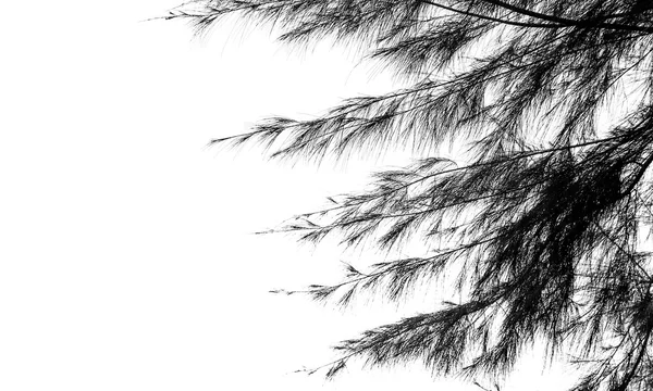 Silhueta árvore e folha isolada sobre fundo branco . — Fotografia de Stock