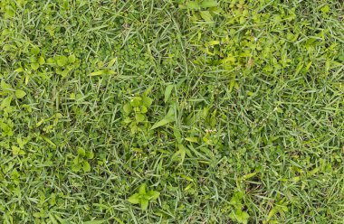 Üstten Görünüm taze yeşil çim güzel.